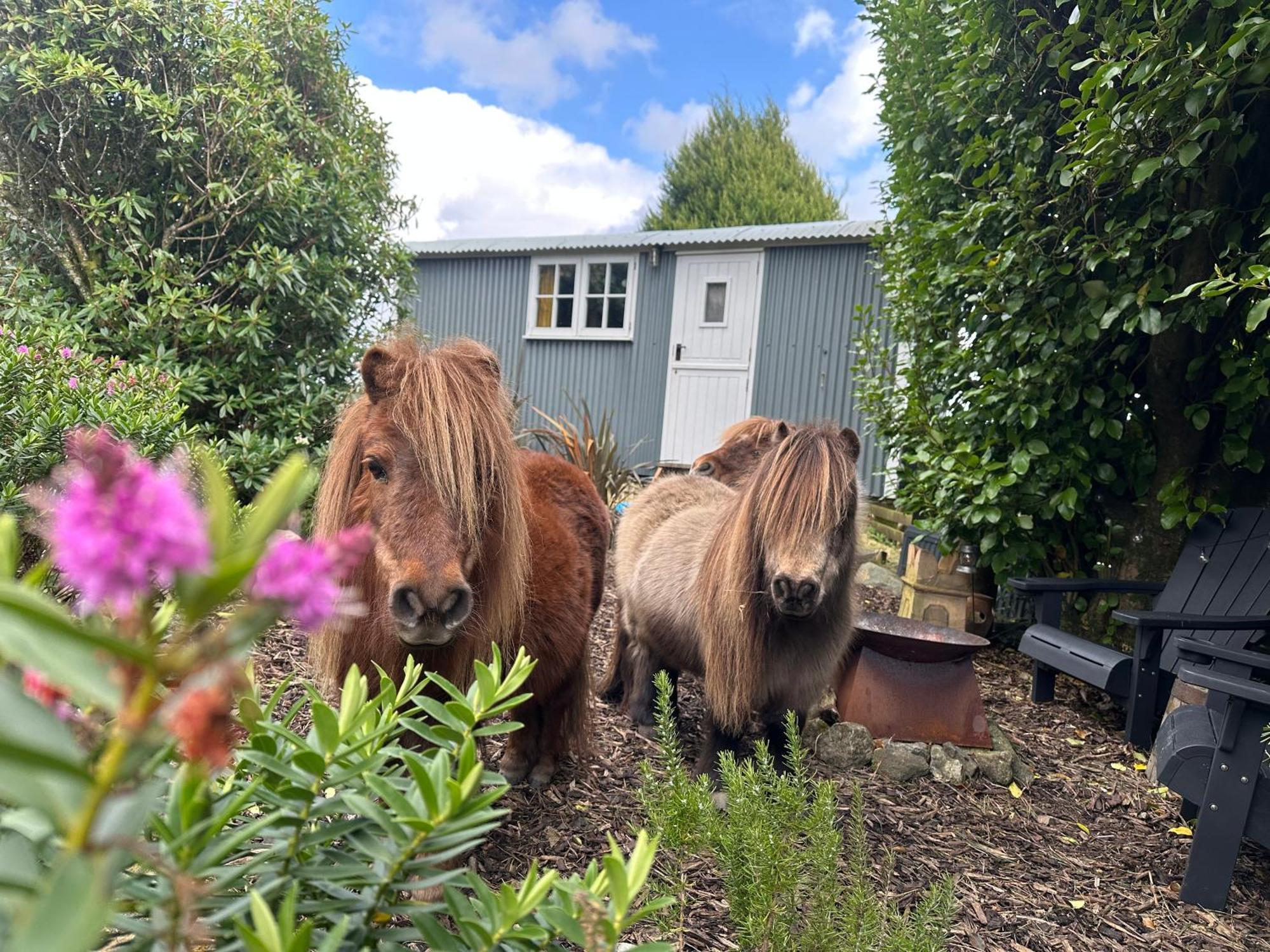 Farm stay Miners Hut St Austell